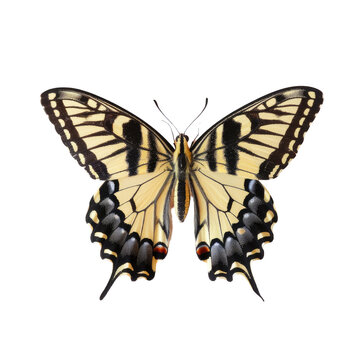 A butterfly sitting on a transparent background