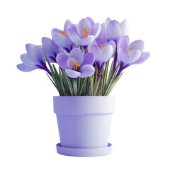 Purple crocuses in a white pot on a Transparent Background