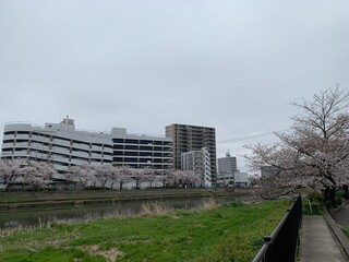 古利根川の桜景色