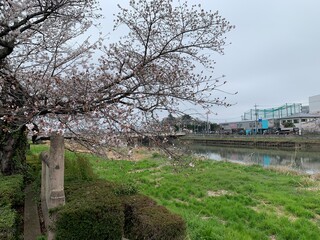 古利根川の桜景色