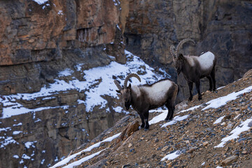 Himalayan Ibex - Capra sibirica sakeen, beautiful asian goat from central Asian hills and mountains, Spiti valley, Himalayas, India.