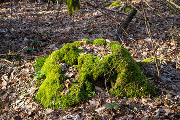 Beautiful green moss growing on a tree
