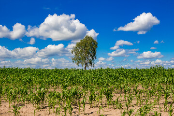 Fototapeta na wymiar Lonely beautiful birch in the middle of a cornfield against a blue sky on a summer day