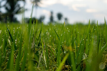 Close up of green rice with dew drops on the leaves. View of green rice fields in the morning with sunlight.
