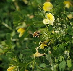 Macro of green leaves and a bee passing through behind them