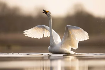 Zelfklevend Fotobehang Whooper swans łabędzie krzykliwe © Huerto