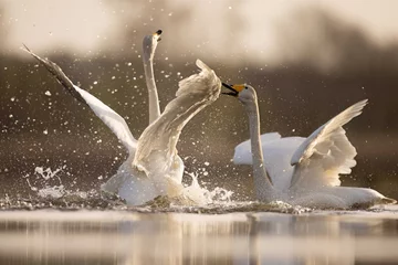 Fototapete Rund Whooper swans łabędzie krzykliwe © Huerto