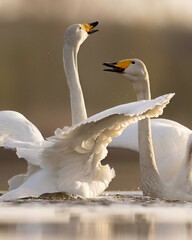 Whooper swans łabędzie krzykliwe © Huerto