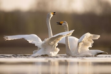 Whooper swans łabędzie krzykliwe © Huerto