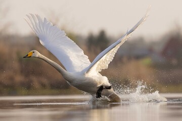 Whooper swans łabędzie krzykliwe © Huerto