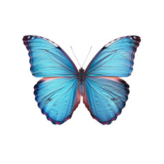 A blue butterfly in close-up on a Transparent Background