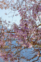 Spring flowers. Branches of Empress tree ( Paulownia tomentosa ) with beautiful pink flowers. Montenegro