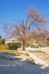 Old  tree of Paulownia tomentosa in bloom on sunny spring day. Montenegro, Prcanj town