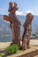 Two old trees on sunny spring day. Montenegro, coast of Kotor Bay