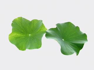 Isolated 2 waterlily leaf on white background, with clipping path.