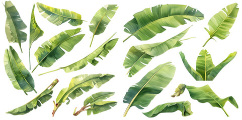 Watercolor banana leaf clipart for graphic resources - obrazy, fototapety, plakaty