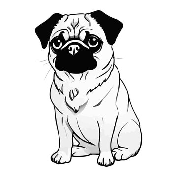 pug Dog breed vector image Isolated black silhouette on white background Cute line art illustration 
