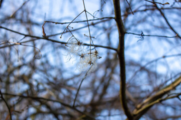 seed heads with silky appendages of clematis vitalba, Traveller's Joy, in winter, showing why it is also known as old man's beard, copy space