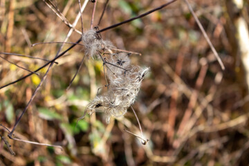 seed heads with silky appendages of clematis vitalba, Traveller's Joy, in winter, showing why it is also known as old man's beard, copy space