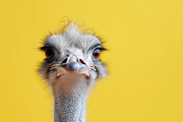 Fotobehang a close up of an ostrich's head © Galina