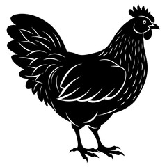 chicken vector illustration
