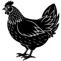   chicken vector illustration
