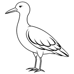 Bird vector illustration.
