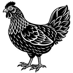 Chicken vector illustration