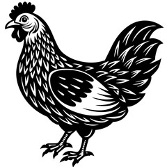 Chicken vector illustration