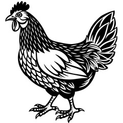 Chicken vector illustration