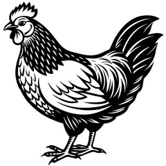 Fototapeta na wymiar Chicken vector illustration