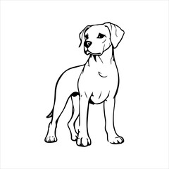 Rhodesian Ridgeback Dog breed vector image Isolated black silhouette on white background Cute line art illustration 
