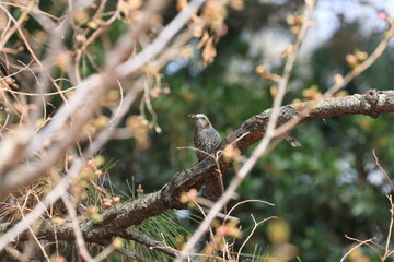 Brown-eared Bulbul in a good mood with a winged insect