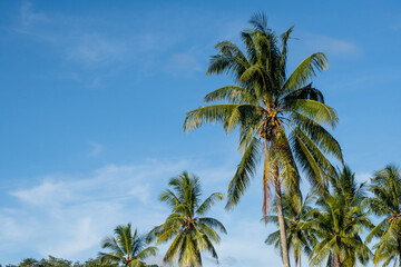 Beautiful tropical nature with coconut palm tree on blue sky. Coconut palm trees against blue sky. tropical coconut palm tree over clear blue sky background with copy-space