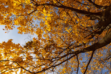 beautiful and bright orange maple foliage in autumn