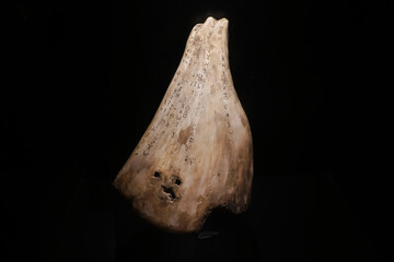 Divinity bone or Oracle bones on black background. Use in the fortune telling ceremonies of ancient Chinese since Shang Dynasty. Ancient Recording through Drawing.