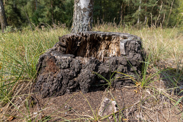an old rotten stump in the forest after deforestation