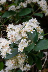 奄美大島　オオシマウツギ