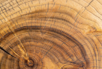 a beautiful cut of a walnut tree processed for decoration and use