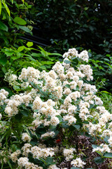 奄美大島　オオシマウツギ