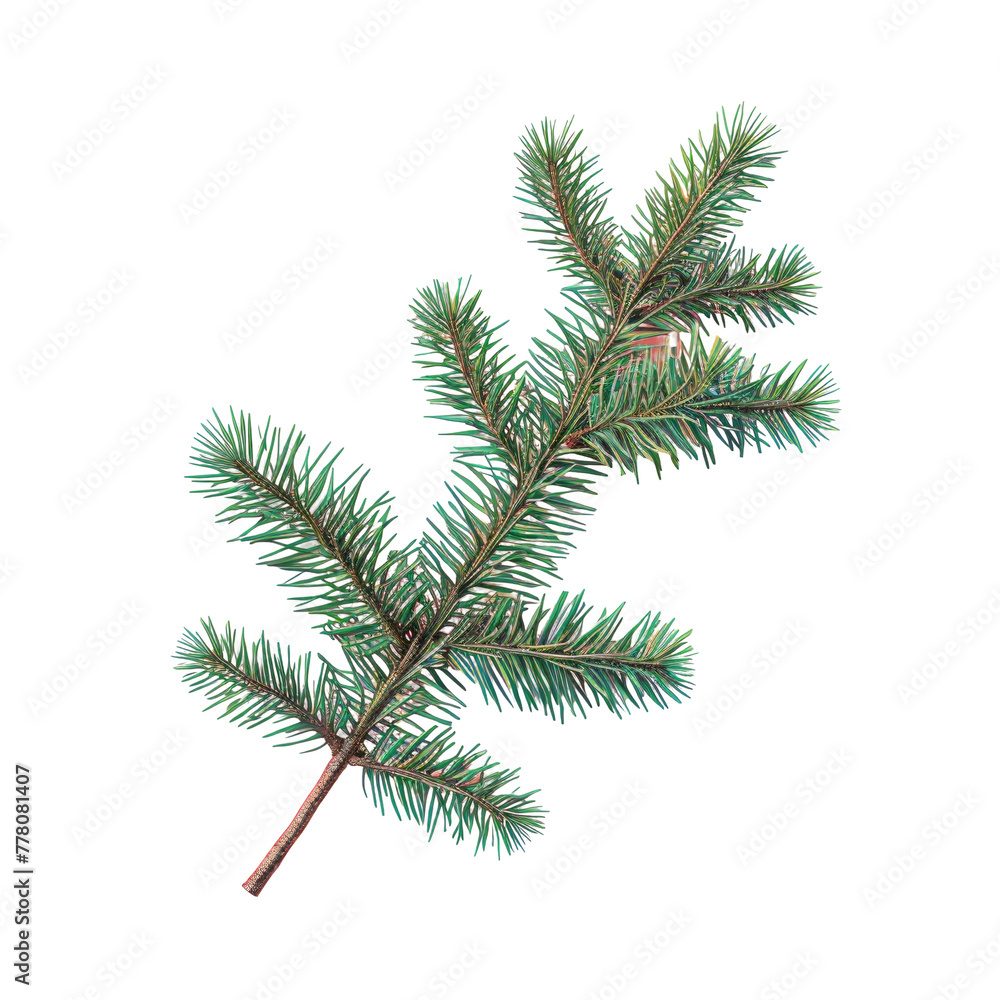 Poster a close up of a branch of a pine tree on a transparent background