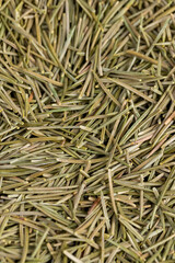 sharp dry needles from the Christmas tree