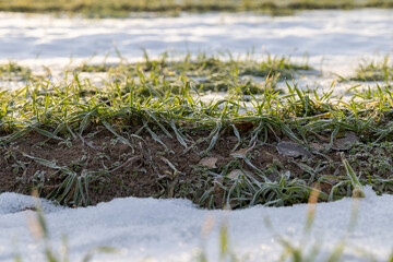 winter wheat during snowmelt during thaw
