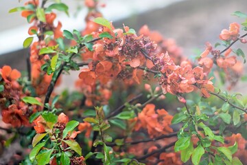 Flowering bush bloom in summer by orange flowers. Nature floral background