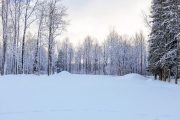 Beautiful winter landscape. Fabulous winter forest. Trees covered with snow. Snowstorm, heavy snowfall.