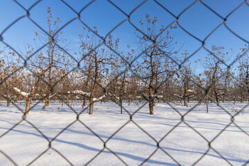 old foliage on apple trees in the orchard during frosts in winter