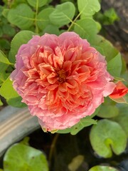Pink rose close-up against the background of green foliage lit by natural sunlight. Beautiful flowering plants in the summer garden.