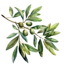 Artisan olive branch, watercolor style, premium quality on white background