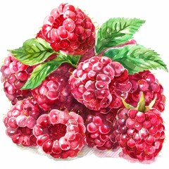 Clipart, watercolor raspberries, professionally designed, white setting