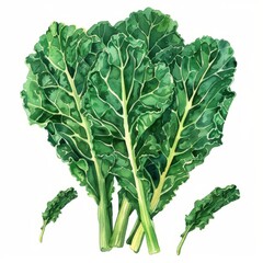 Hand-painted watercolor of organic kale, deep green, on a white background